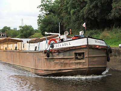 Seagull - photo by G MacKenzie