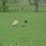 Portway09-PICT3730SheepAtBacktor.JPG